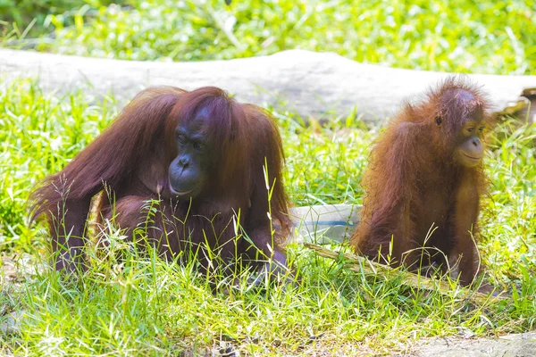 母亲和婴儿的红毛猩猩 — 图库照片