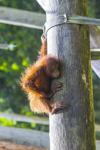 赤ちゃんオランウータン — ストック写真