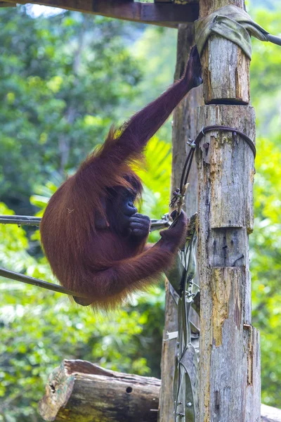 Orangutan — Stok fotoğraf