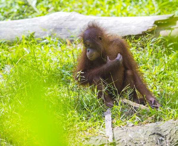 Orangutan — Stok fotoğraf