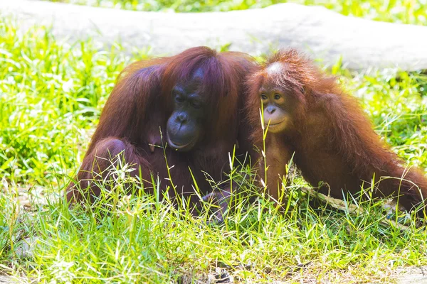 Anne ve bebek orangutanlar — Stok fotoğraf