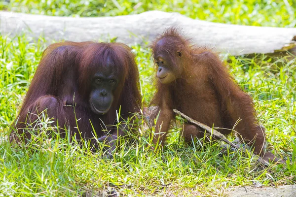 Mother and baby orangutans — Stock Photo, Image