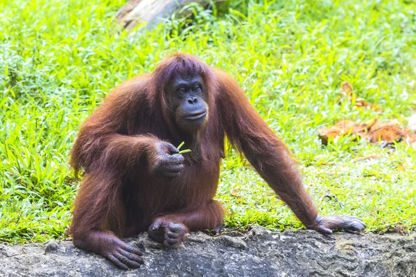 Orangután —  Fotos de Stock