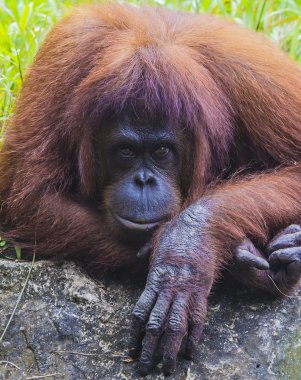 orangutan