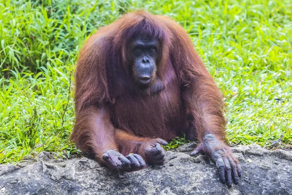 Orangutan — Stok fotoğraf