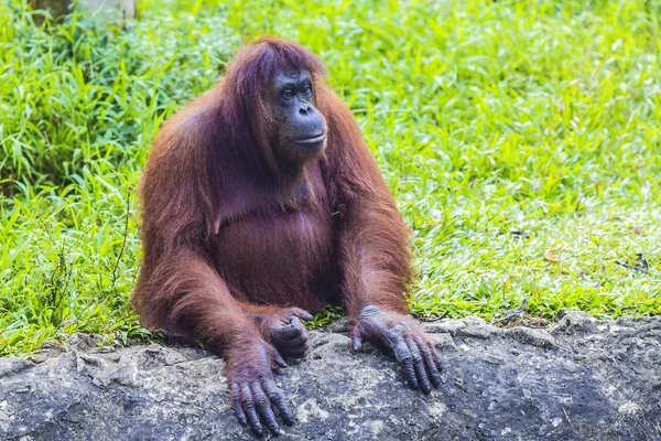 Orangutan — Stok fotoğraf