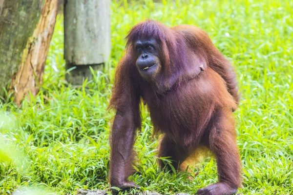 Orang-oetan — Stockfoto