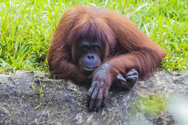 Orangutan — Stock Photo, Image