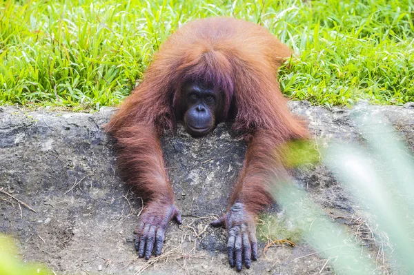 Orangutan — Stok fotoğraf