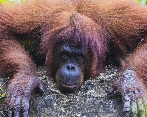 Orangutan — Stok fotoğraf