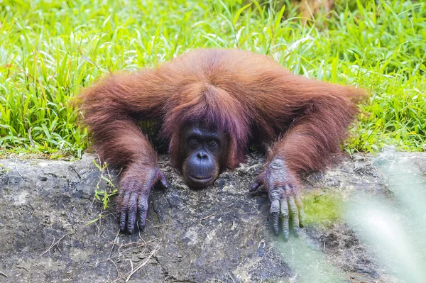 Orangutan — Stok fotoğraf