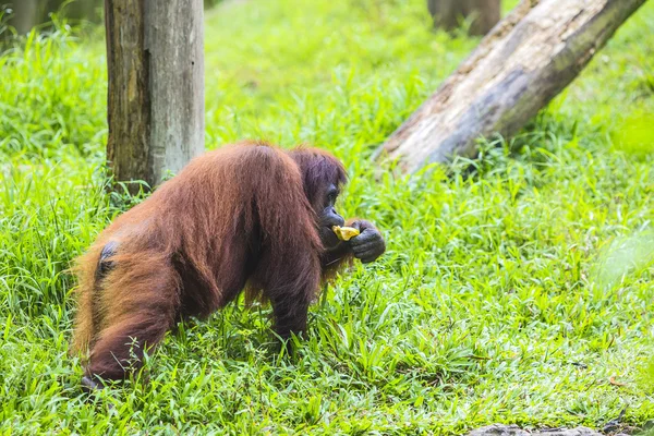 Orang-Utan — Stockfoto