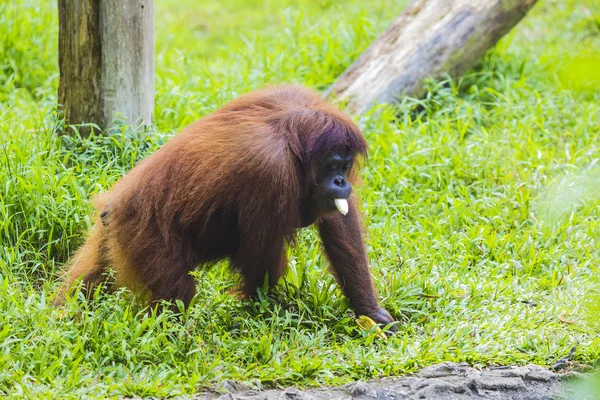 Orangutan — Stok fotoğraf