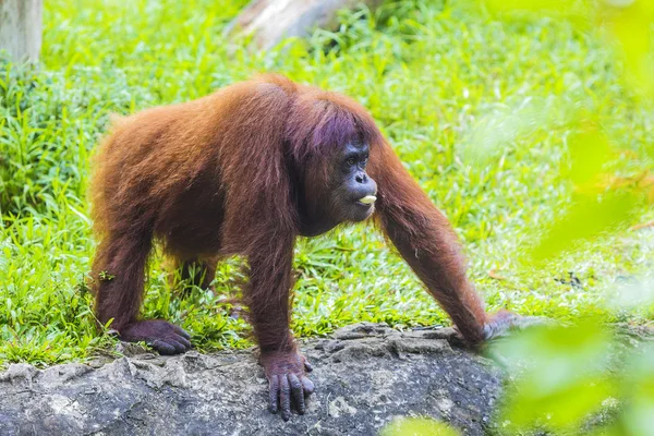 Orangutan — Stok fotoğraf