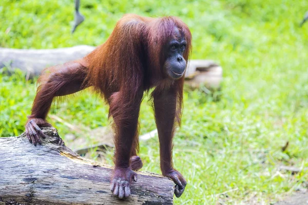 Orangutan — Stok fotoğraf