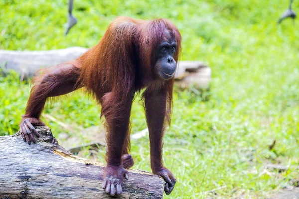 红毛猩猩 — 图库照片