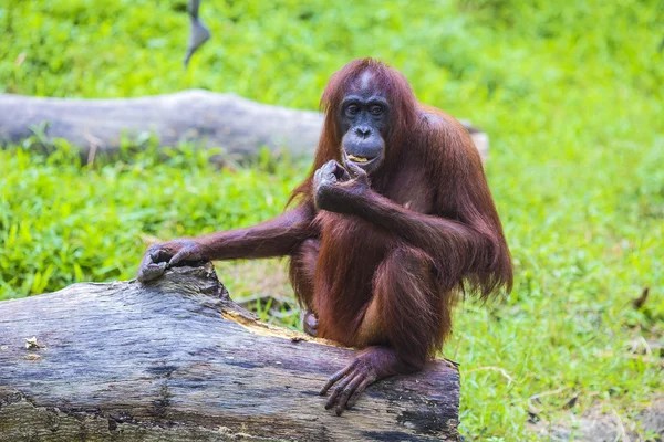 Orangutan — Stok fotoğraf