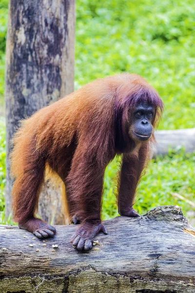 Orangutan — Stok fotoğraf