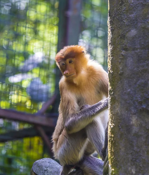 Proboscis monkey — Stock Photo, Image