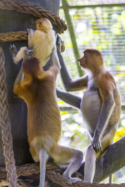 Proboscis monkey — Stock Photo, Image