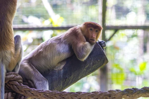 Proboscis monkey — Stock Photo, Image