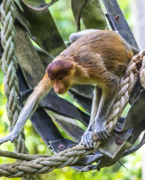 Macaco-probóscide — Fotografia de Stock