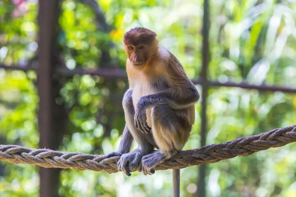 Proboscis monkey — Stock Photo, Image