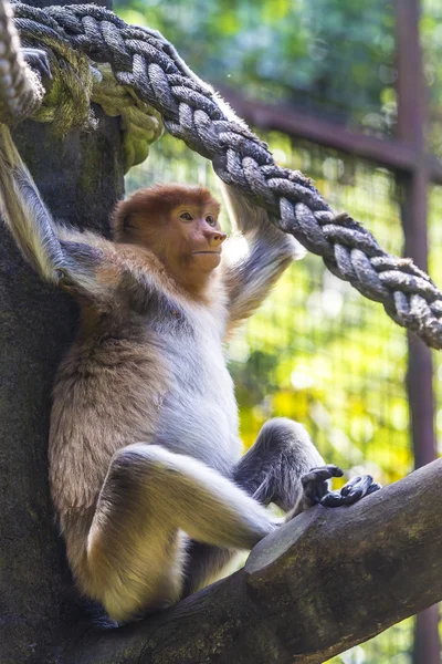 Macaco-probóscide — Fotografia de Stock