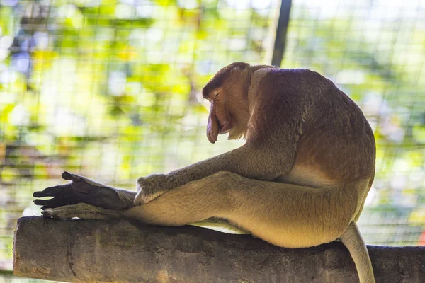 Proboscis monkey — Stock Photo, Image