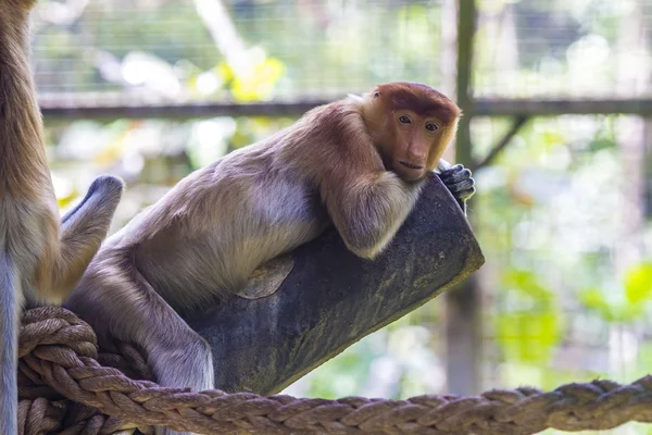 Proboscis monkey — Stock Photo, Image