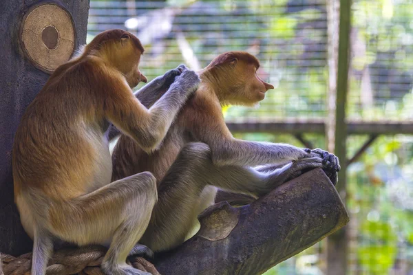 Proboscis monkey — Stock Photo, Image