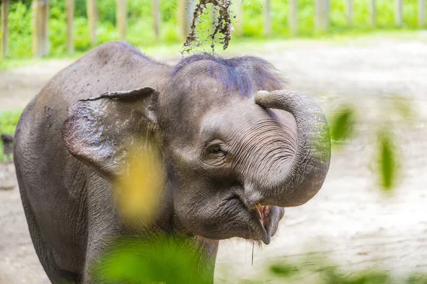 Elefante indio joven — Foto de Stock