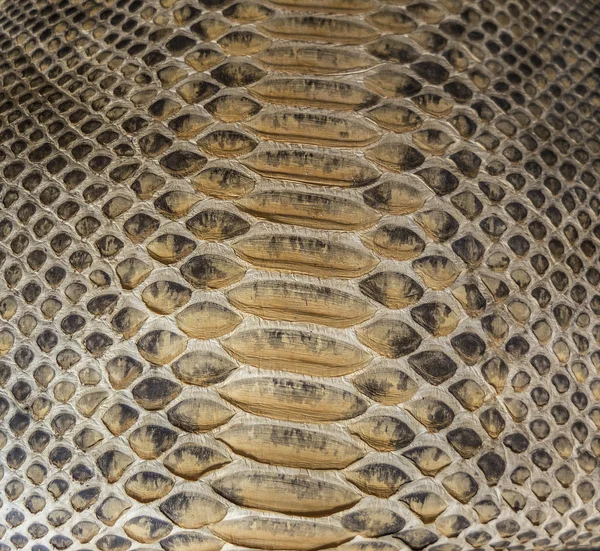 Snake skin — Stock Photo, Image