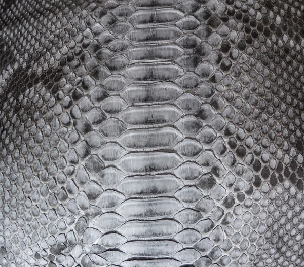 ผิวหนังงู — ภาพถ่ายสต็อก