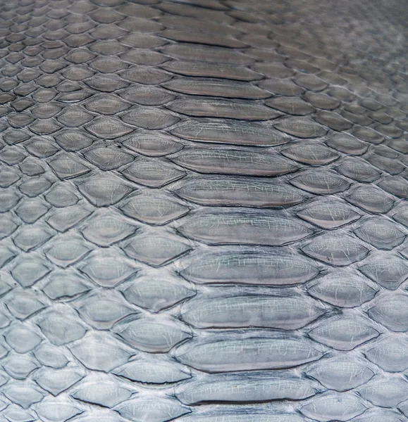 蛇の皮 — ストック写真