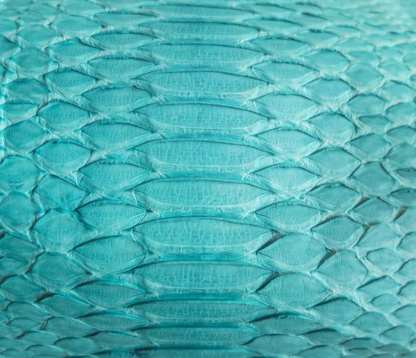 Snake skin — Stock Photo, Image