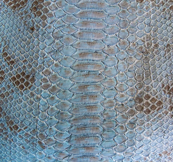 Snake skin — Stock Photo, Image