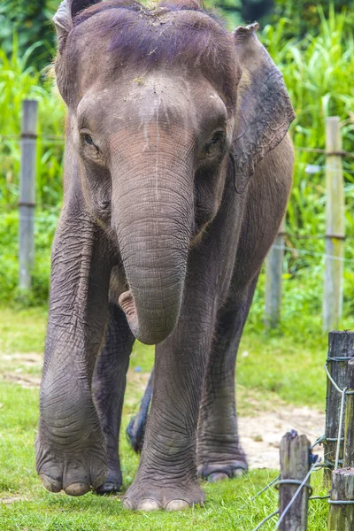 Gezicht van de olifant — Stockfoto