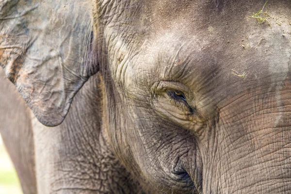 Cara de elefante — Foto de Stock