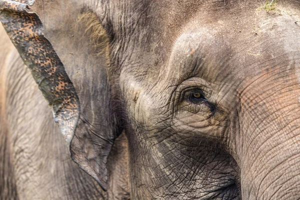 Cara de elefante — Foto de Stock