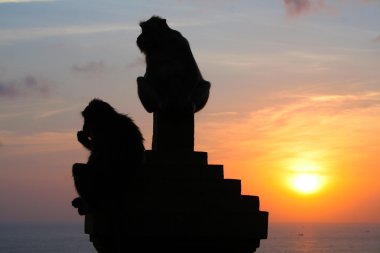 Maymunlar Uluwatu Tapınağı, Bali Endonezya.