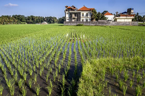 Reispflanzung — Stockfoto