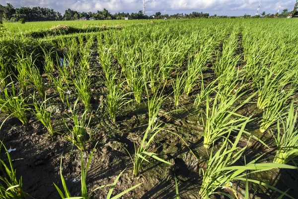 Plantação de arroz — Fotografia de Stock