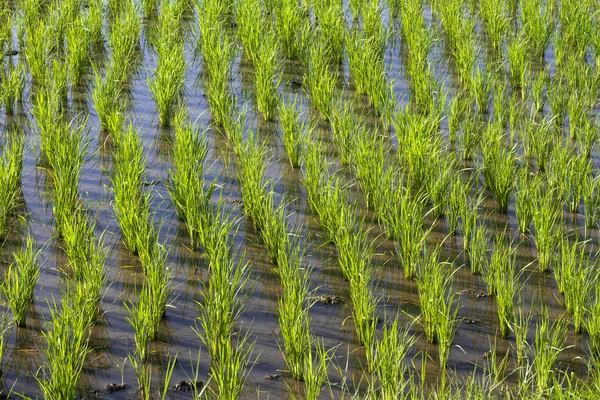 田植え — ストック写真