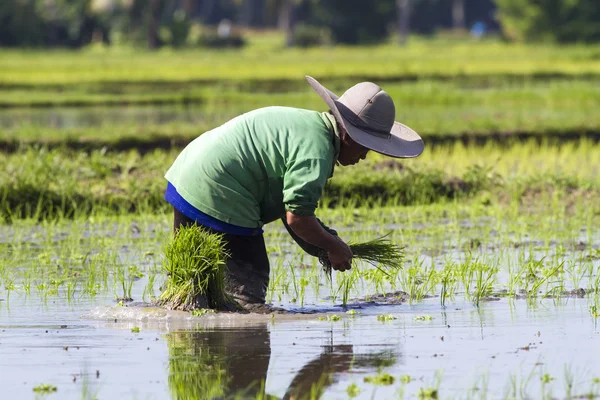 Rice Planting — Stock Photo, Image