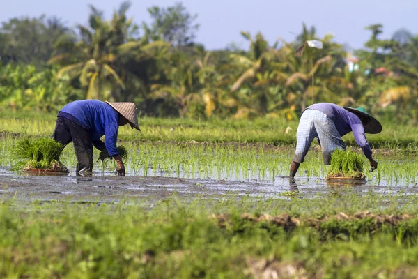 Plantación de arroz —  Fotos de Stock