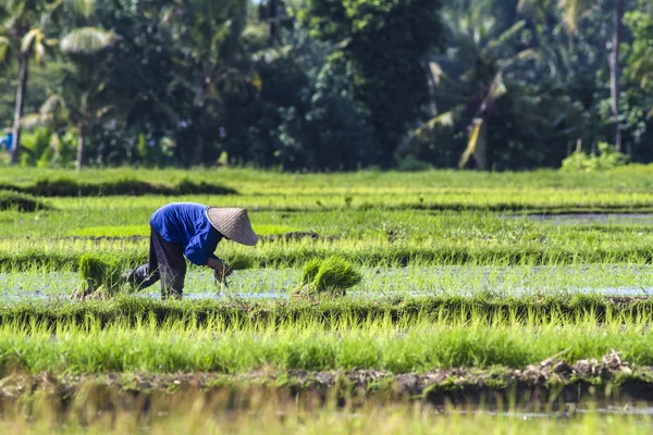 Rice Planting — Stock Photo, Image
