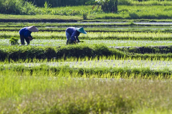 Rice Planting — Stock Photo, Image