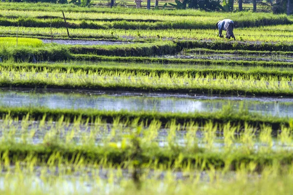 Reispflanzung — Stockfoto