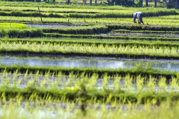 Plantation de riz — Photo